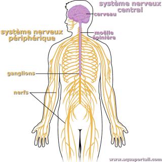 Systme nerveux priphrique (jaune-orange) et systme nerveux central (violet)