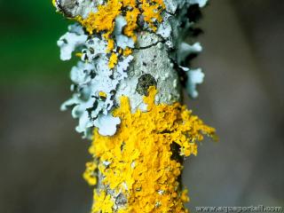 Thallophytes : des lichens