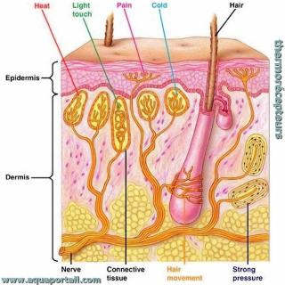 Thermorcepteurs et autres rcepteurs sensoriels de la peau