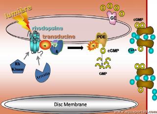 Relocalisation avec la transducine et la rhodopsine