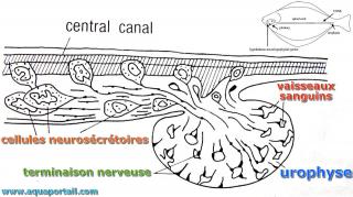 Urophyse et systme neuroscrtoire caudal
