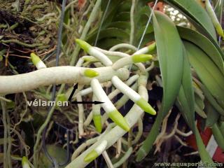 Vlamen d'une orchide