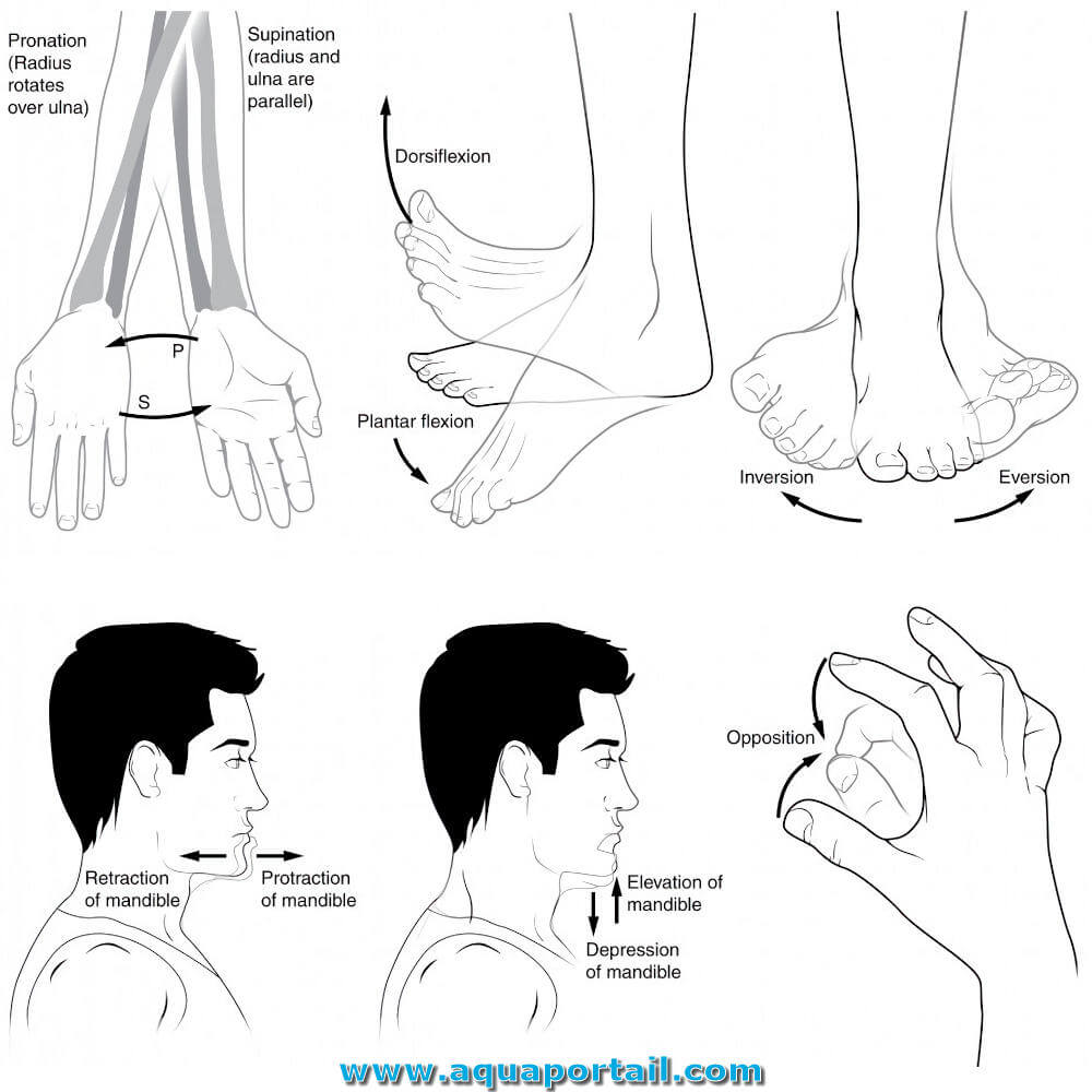 Pronation : définition et explications