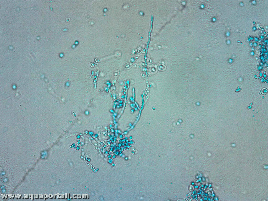 Pseudomycélium : définition et explications