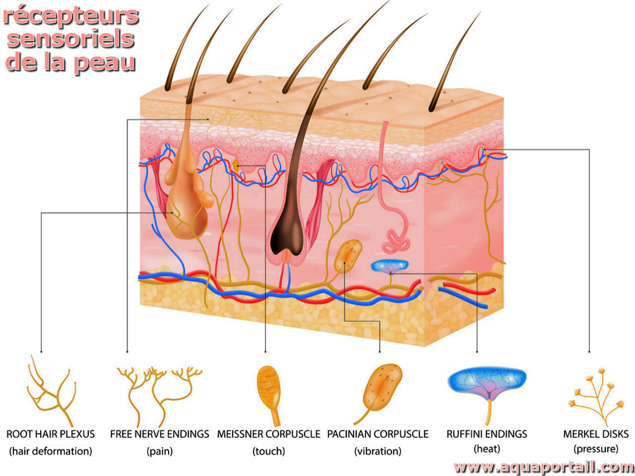 Récepteur Sensoriel Définition Et Explications 