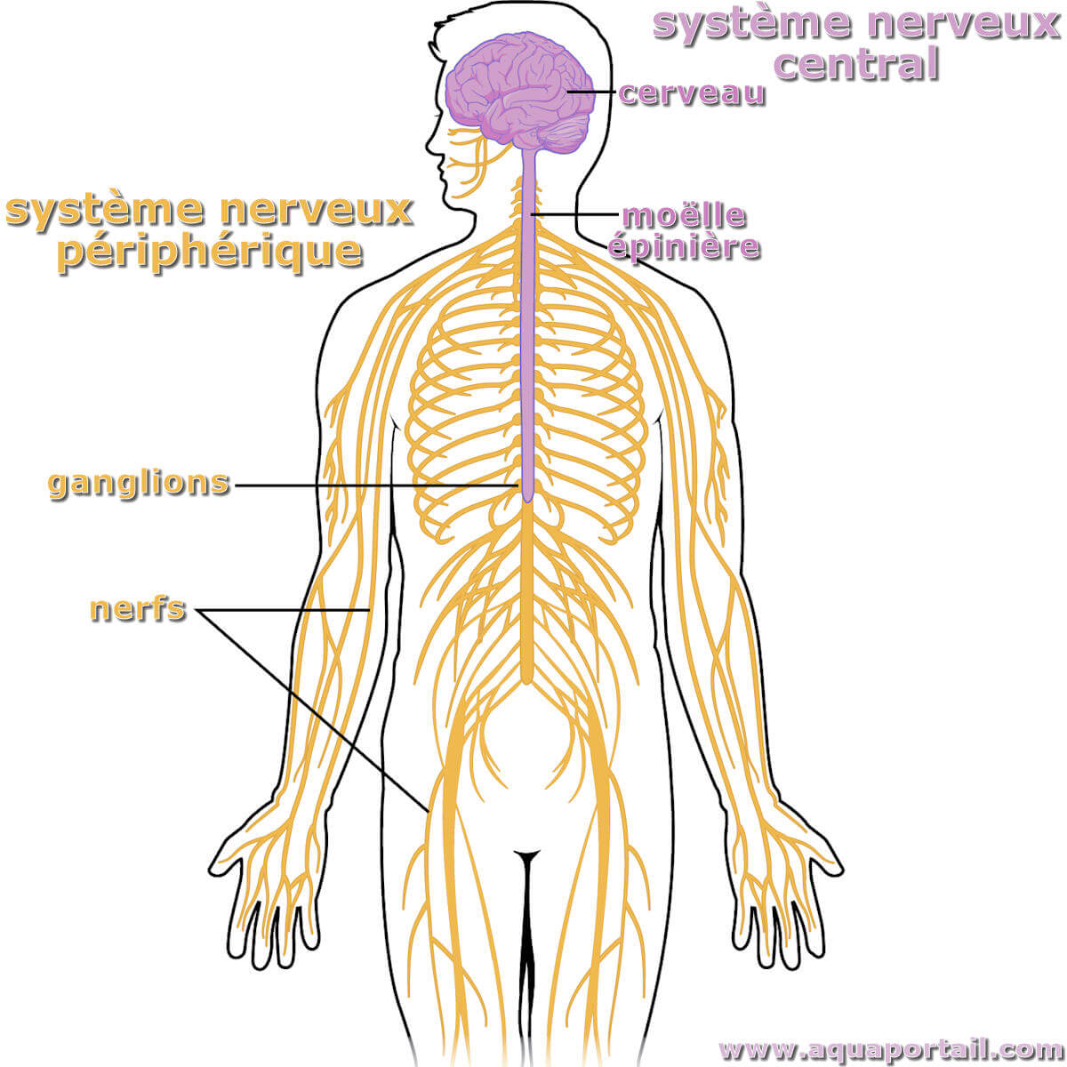 Système nerveux central : définition