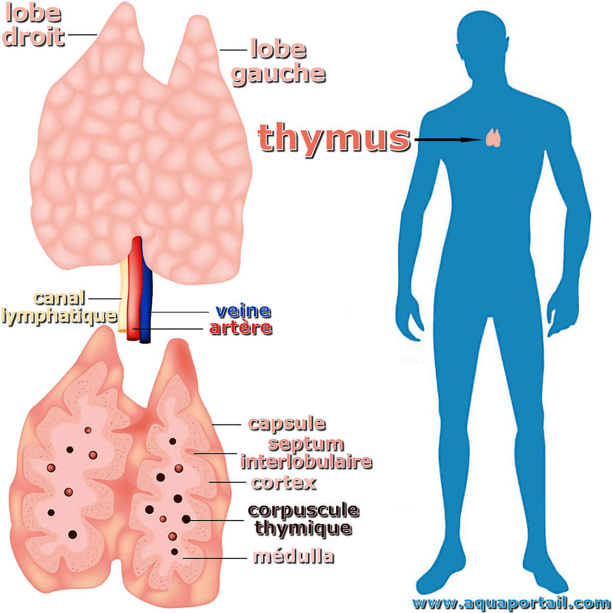 Thymus Glande Endocrine En Quoi Les Glandes Endocrines Et Exocrines 