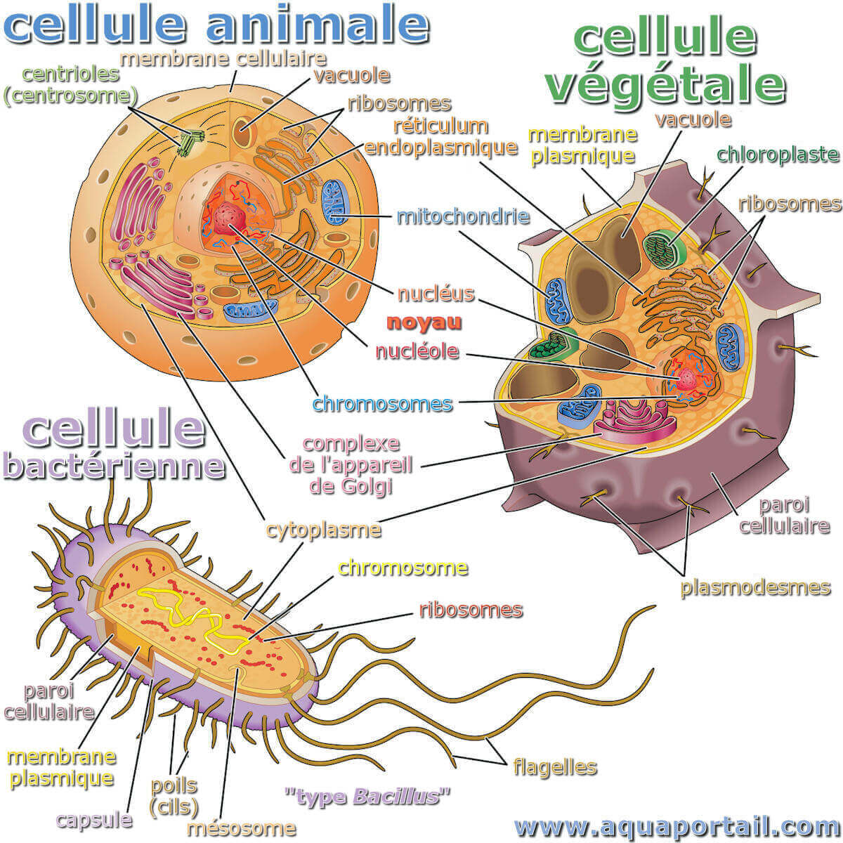 Cellule Animal Et Vegetal R vision Des Cellules V g tales Vs Animales Cellule Animal Et Vegetal R vision Des Cellules V g tales Vs Animales