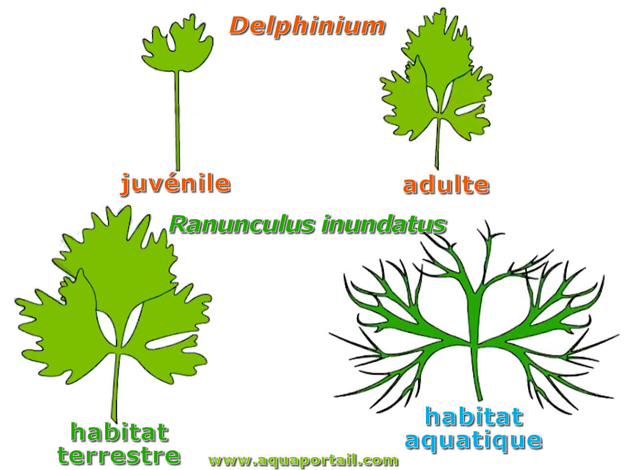 Feuille : définition, types, morphologie, couleur