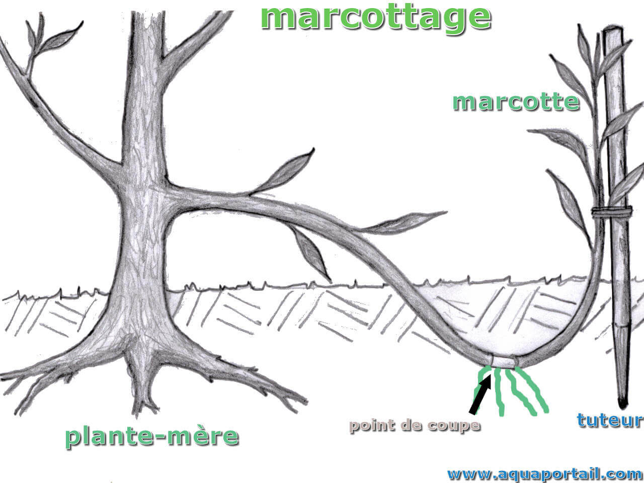 Marcottage : définition illustrée et explications
