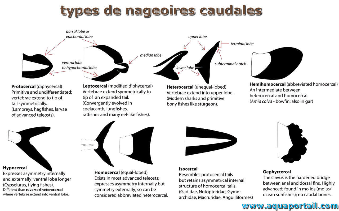 Pourriture des nageoires : définition et explications