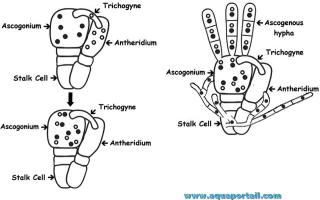 ascogone
