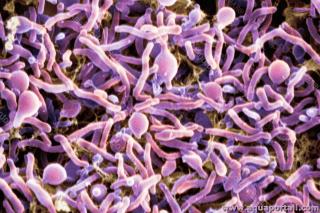 Bactries cryophiles et psychrophiles