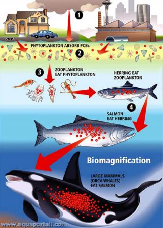 Biomagnification : schma du processus