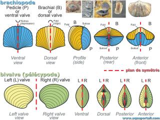 brachiopode