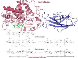Cellulase avec endocellulase et exocellulase