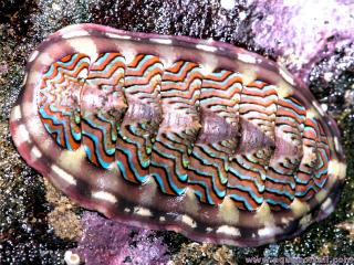 Chiton