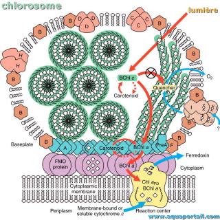 chlorosome