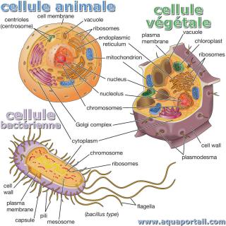 Comparaison entre une cellule animale, une cellule vgtale et une cellule bactrienne