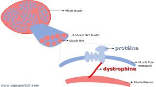 Dystrophine et protine dans un muscle