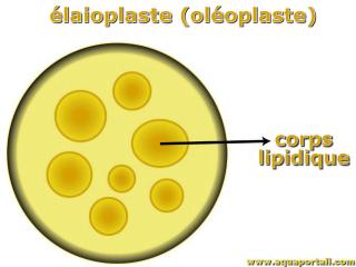 laioplaste
