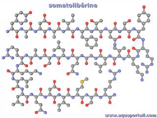 somatolibrine
