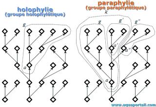 Comparaison holophylie (groupe holophyltique) et paraphylie (groupe paraphyltique)