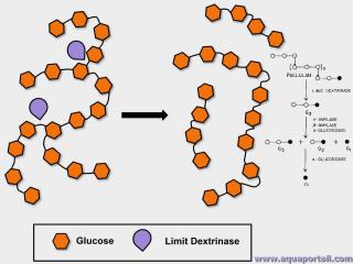 dextrinase