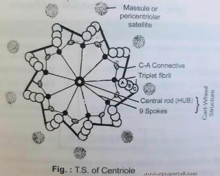 Massules autour d'un centriole (satellite pricentriolaire)