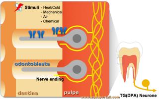 Odontoblaste dtaill