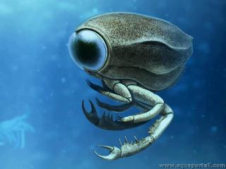 oeil compos du crustac prhistorique Dollocaris ingens