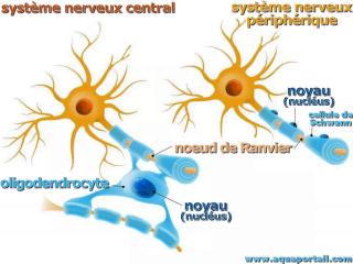 oligodendrocyte