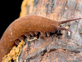 Onychophores