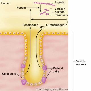 Pepsine dans la digestion
