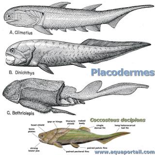 Placodermes