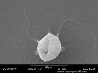 Planospore de Phytophthora au microscope