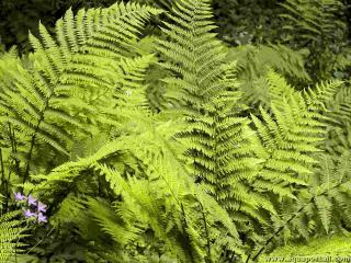 Plantes cryptogames : des fougres ptridphytes cryptogamiques