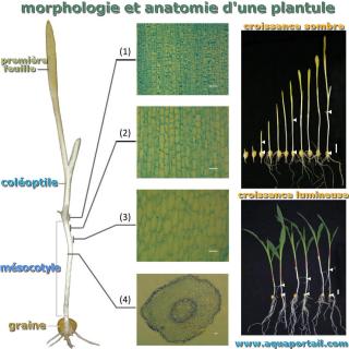 msocotyle