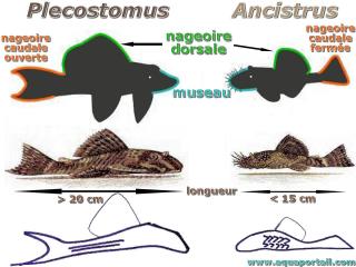 Plcostomus et Ancistrus, comment les diffrencier?