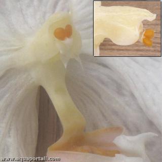 Pollinies d'une orchide Phalaenopsis