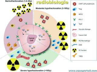 radiobiologie