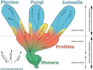 Les 5 rgnes en classification biologique