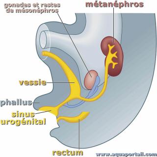 Tractus urgnital avec le sinus urognital