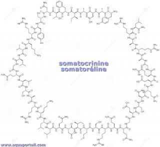 somatocrinine