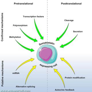 Rgulation de la somatostatine