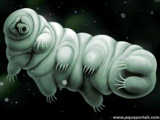 Tardigrade