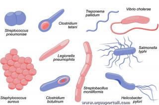 Types bactriens de micro-organismes