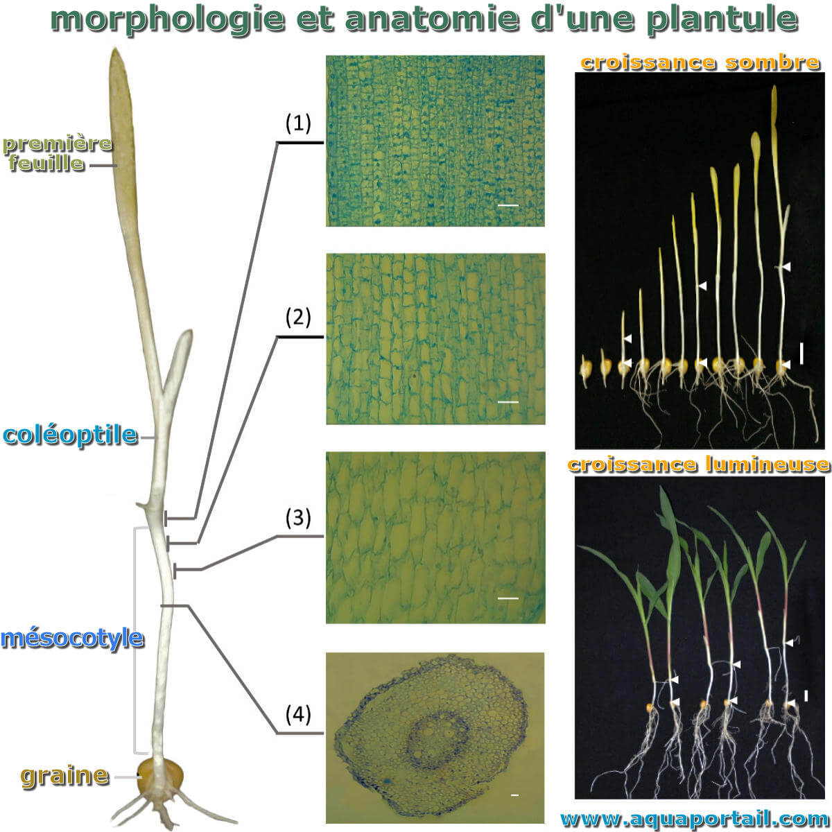 Mésocotyle : définition et explications