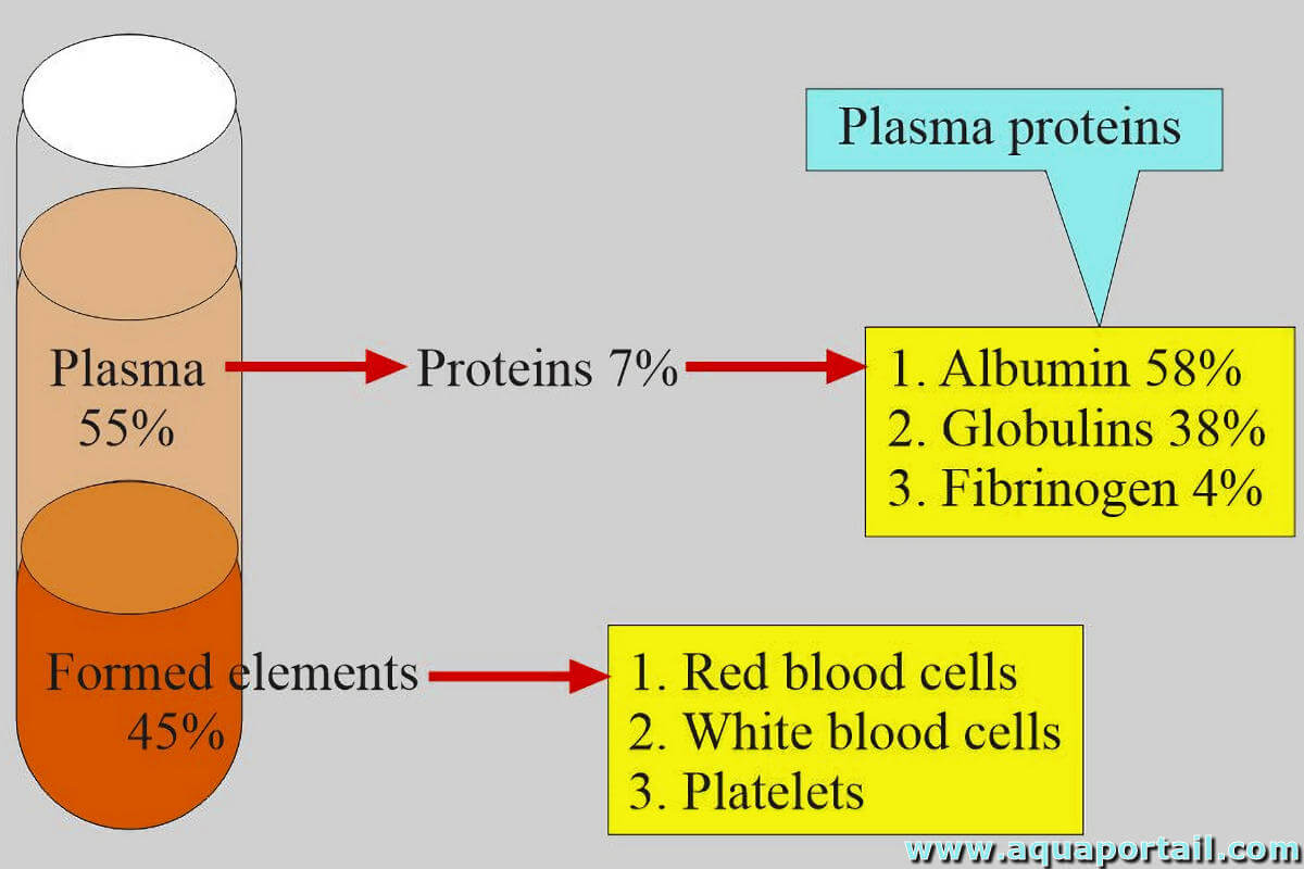 🔎 Plasma sanguin - Définition et Explications