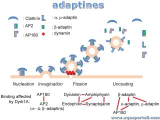 adaptine